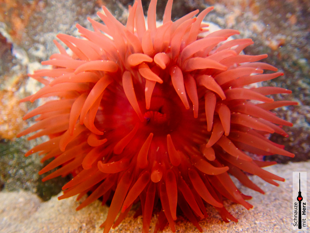 Seeanemone