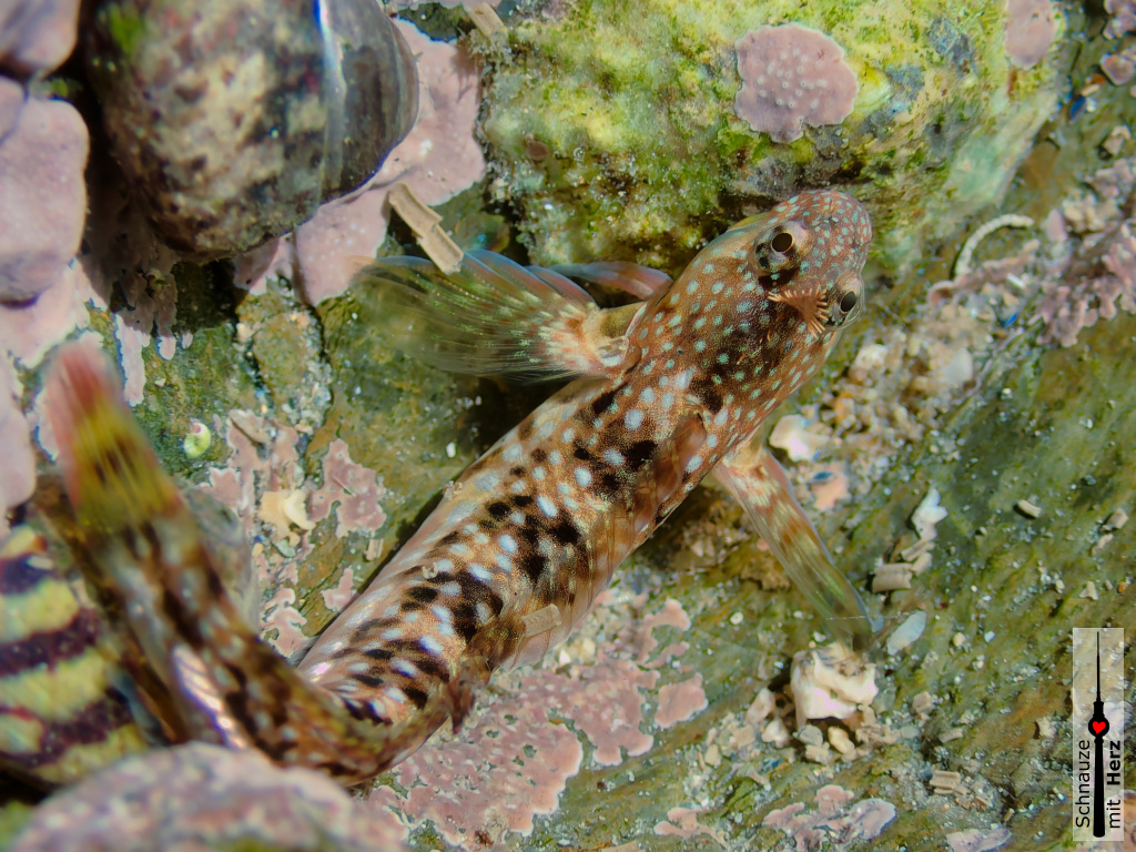 Montagus-Schleimfisch