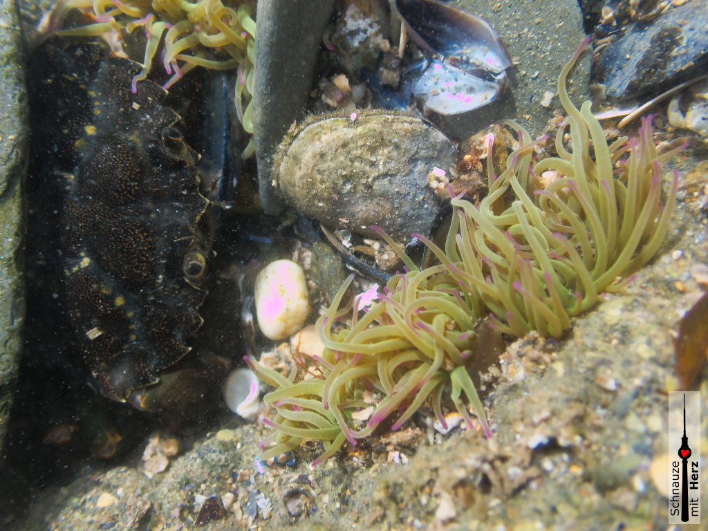 Krabbe und Seeanemone