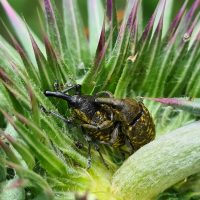 Fichtenrüsselkäfer