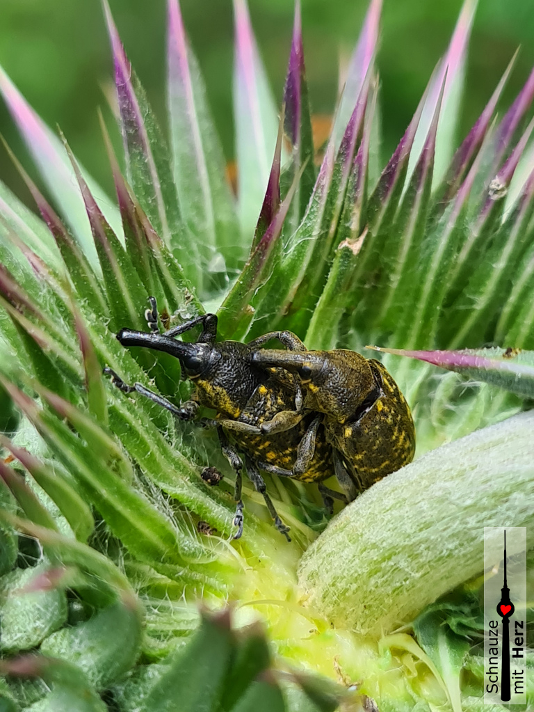 Fichtenrüsselkäfer